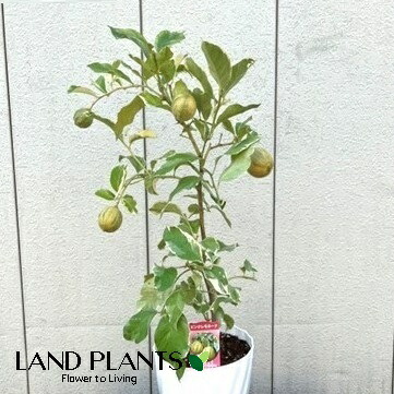 【果樹苗】 レモン（ピンクレモネード） 8号 プラスチック苗 1鉢 斑入りレモン ピンクレモン レモンの木 苗木 檸檬 レモン れもん pinklemonade