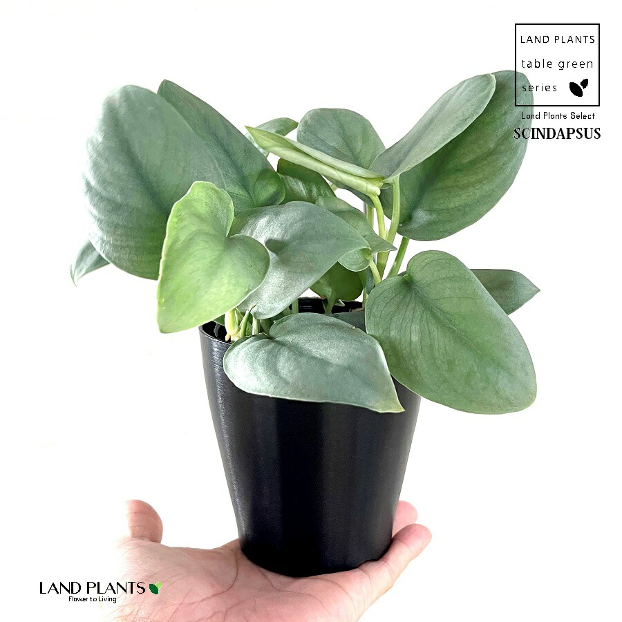 楽天市場】スキンダプサス（トレビ—） 3.5号 プラスチック鉢 1鉢