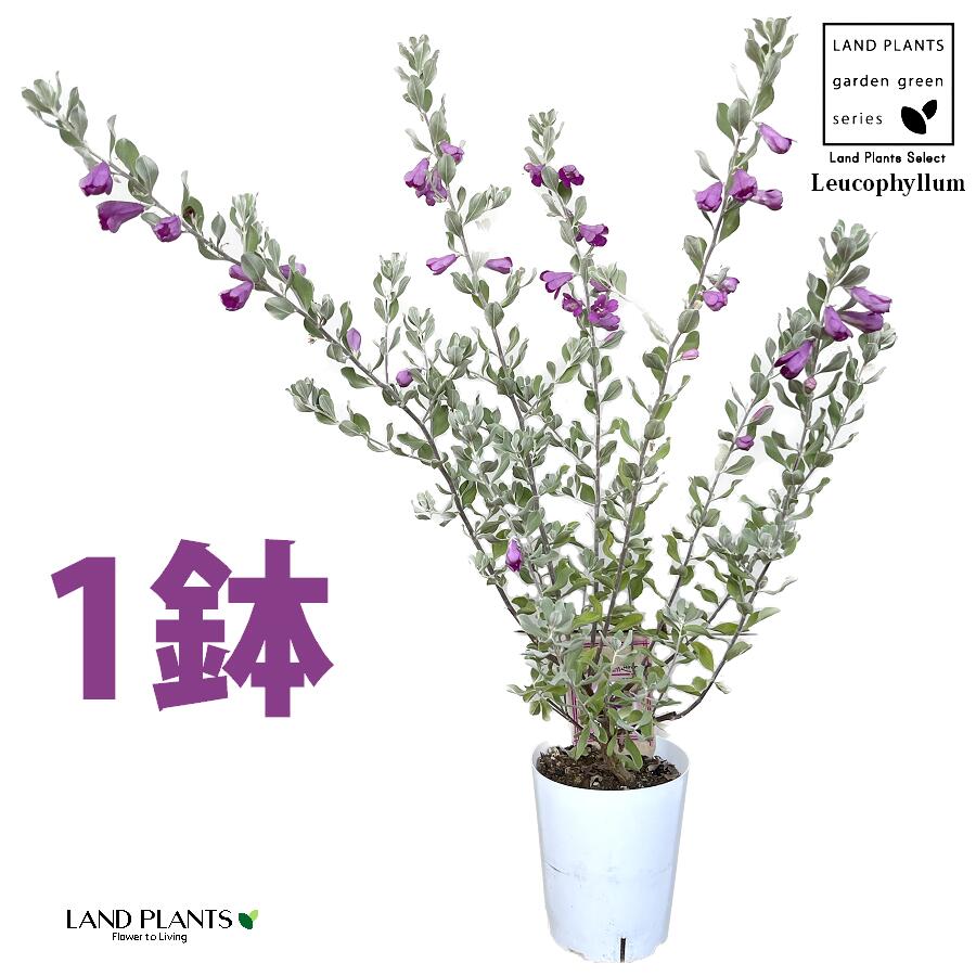 楽天市場】綺麗な紫花が魅力 レウコフィルム シルバーリーフが美しい