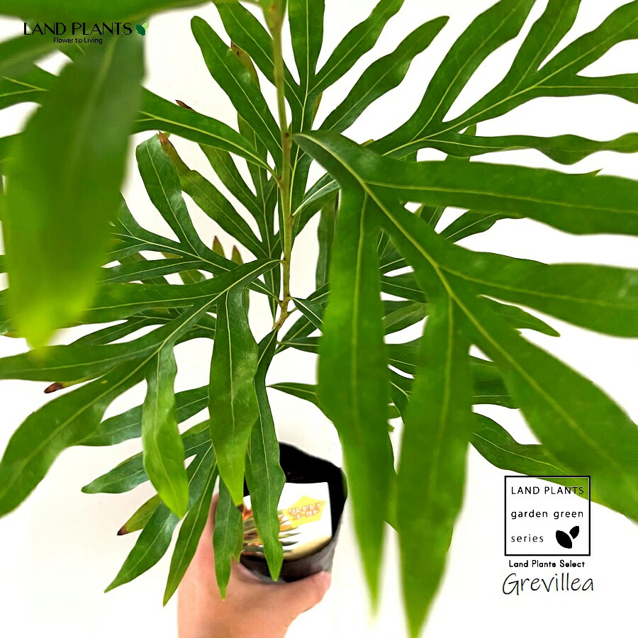 楽天市場】2024年NEW グレビレア ゴールデンユーロ 苗 オージー