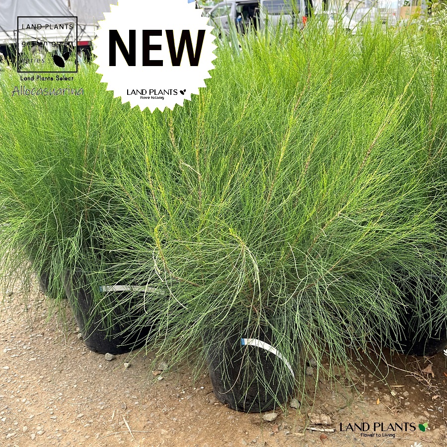 タマモクマオウ　特大 タマモクマオウ - Wikipedia