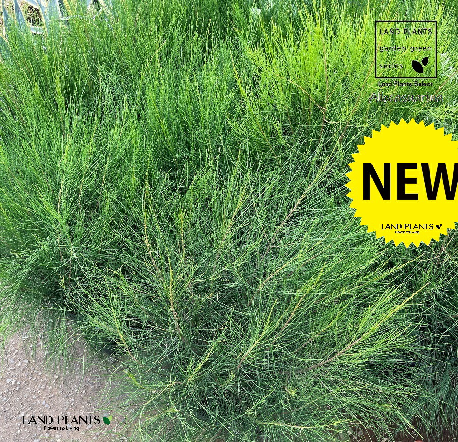 楽天市場】カスアリナ タマモクマオウ 7号ポット苗 : 苗木部