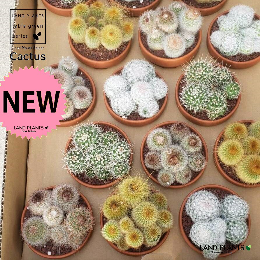 楽天市場】群生サボテン（各種：おまかせ） 1鉢 3号 素焼き鉢 群生