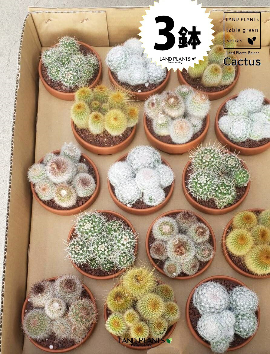 楽天市場】PLANCHU サボテン オレオケレウス ライオン錦 らいおん