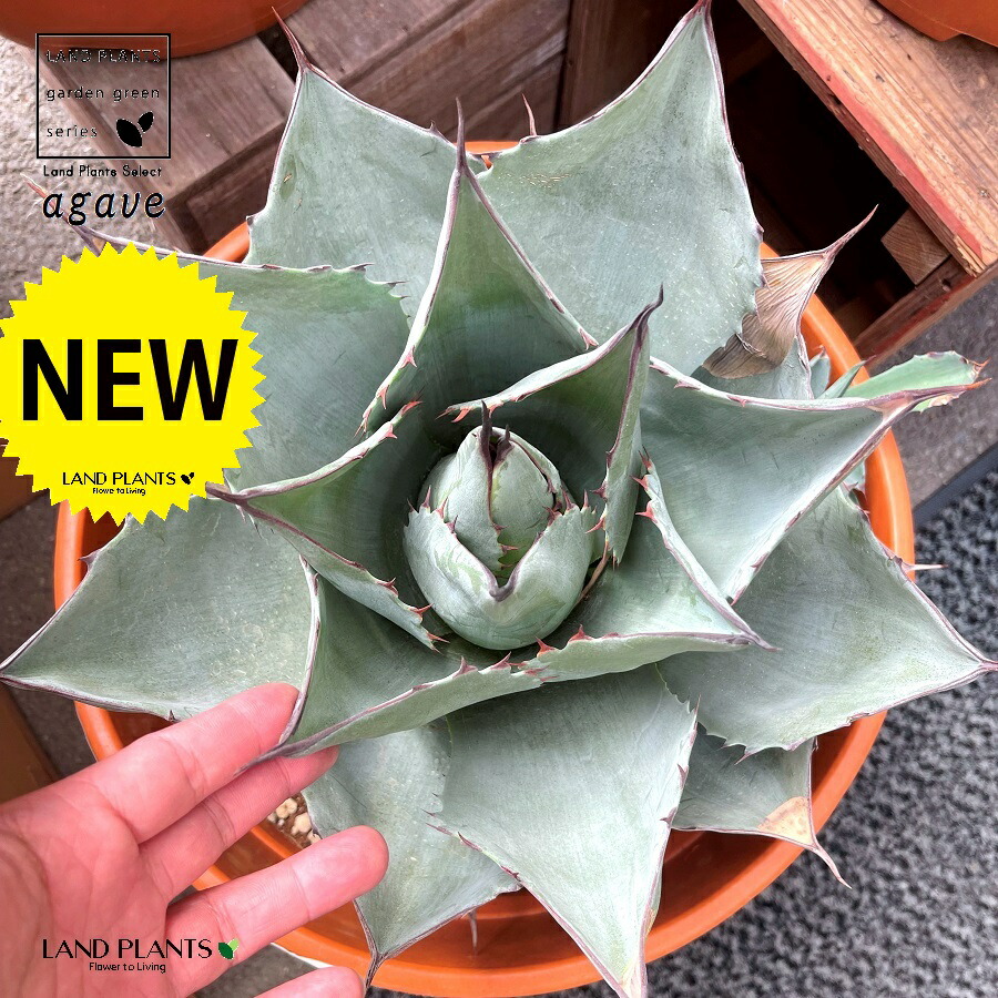Agave Japan ジャパン Introducing a niche agave] A niche world that
