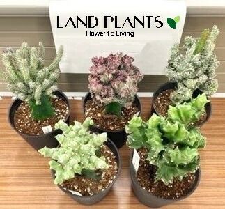 わ*様 多肉植物 ユーフォルビア 3.5寸8種8鉢 観葉植物 多肉植物