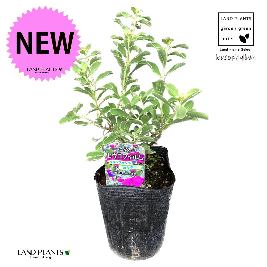 レウコフィルム　グリーンリーフ/ 763 レウコフィルム グリーンリーフ⁄ 763 レウコフィルム グリーンリーフ⁄ 763