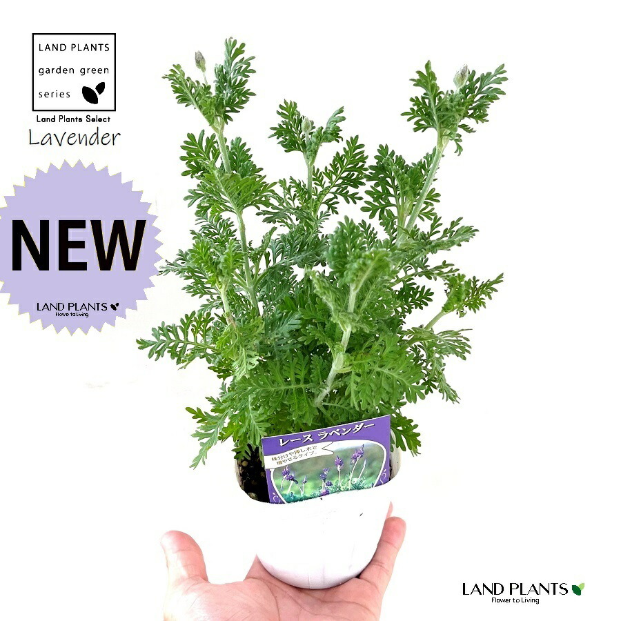 イングリッシュラベンダー　挿し穂　10本 イングリッシュラベンダー 挿し穂 10本