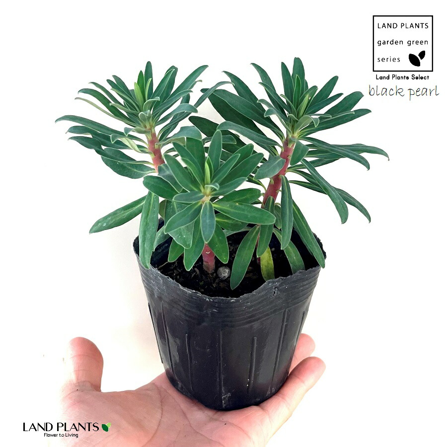 ユーフォルビア パルビキアソフォラ（ムカゴ 自家繁殖苗） isla del pescado - Euphorbia parvicyathophora-ユーフォルビア