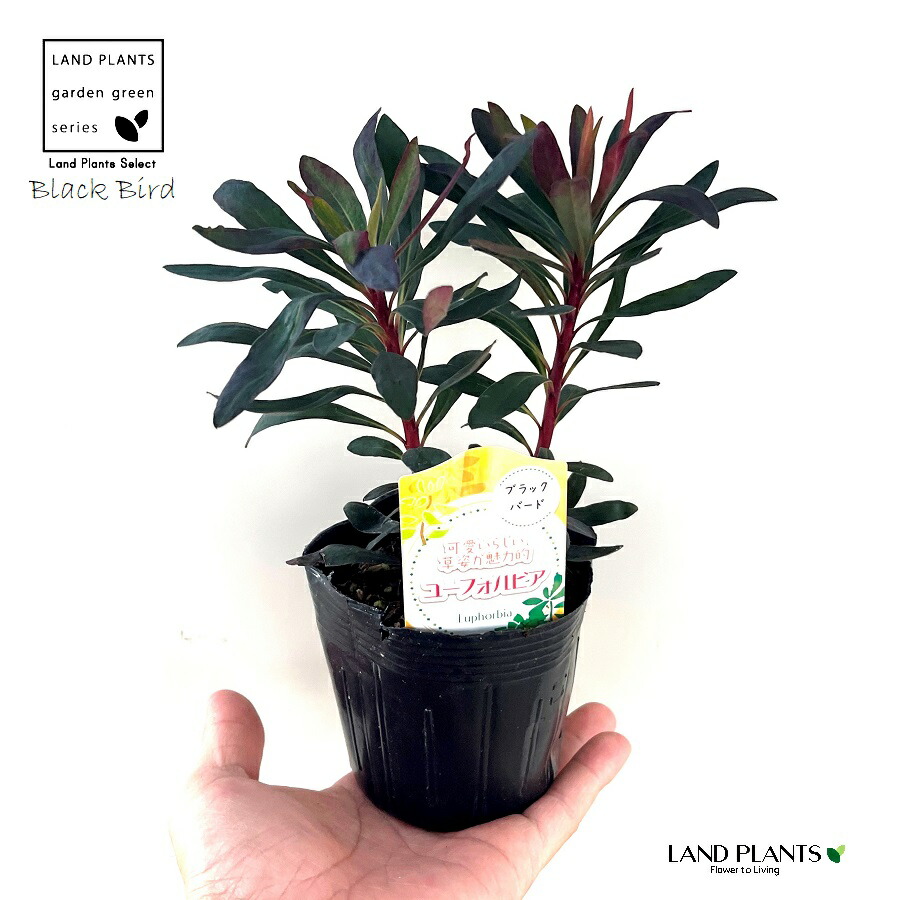 EUPHORBIA JOURNAL 1 ユーフォルビア 洋書 植物 インテリア EUPHORBIA JOURNAL 1 ユーフォルビア 洋書 植物 インテリア