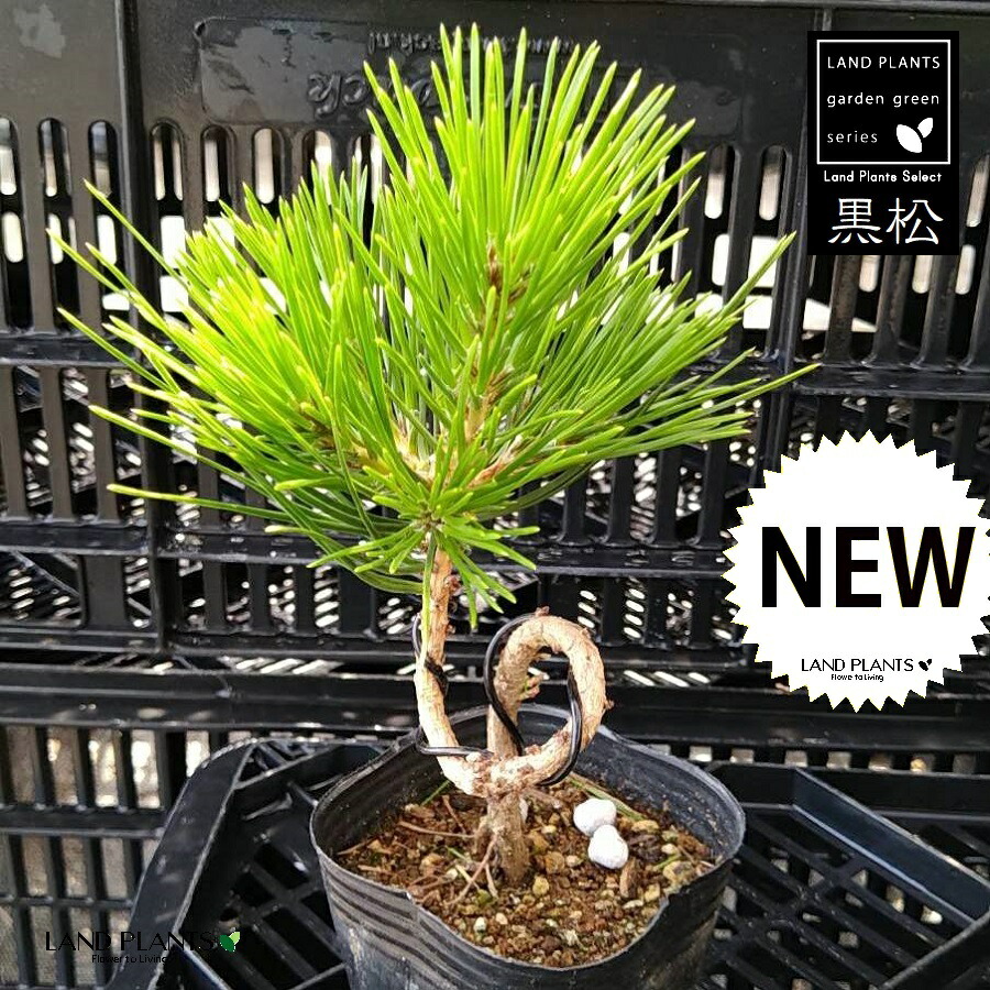 黒松 庭木 3本 ◆近畿地方限定送料無料 黒松 庭木 3本 ◇近畿地方限定送料無料 - メルカリ