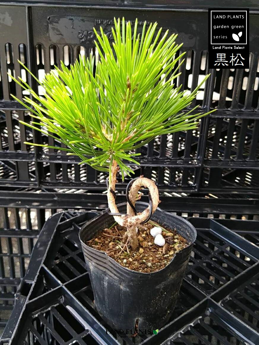 【現品】モンタナはいまつ 　(モンタナ這松)　モンタナハイ松　8号　R4番 楽天市場】【送料無料】 モンタナ這松（モンタナハイマツ） 苗木