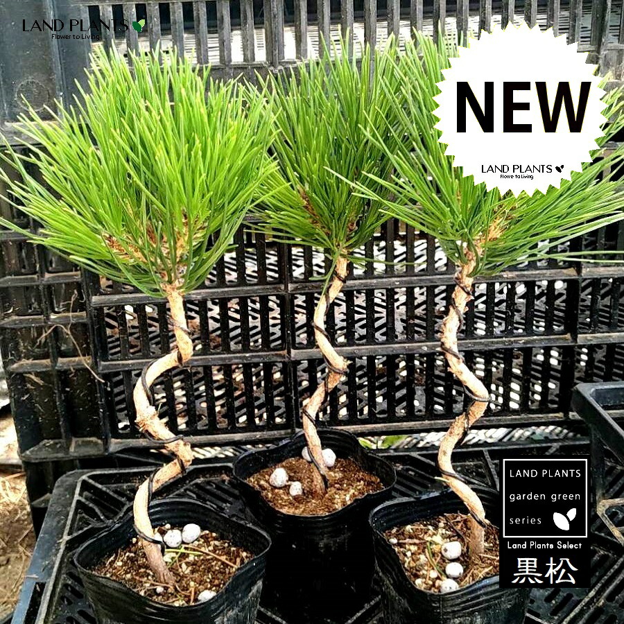 黒松 楽天市場】松（黒松：くねくね） 2.5号 ポット苗 1鉢 松 松の木 マツ