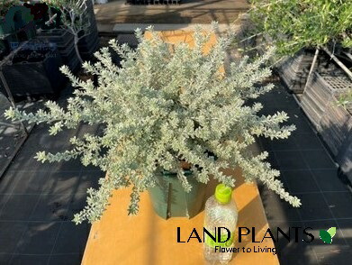 ウエストリンギア（スモーキーホワイト）1鉢 7号 ポット苗 1鉢 斑入り 斑 オーストラリアンローズマリー Westringia Coastal rosemary,Australian rosemary