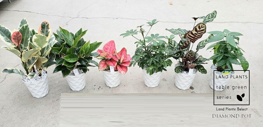 【観葉植物アソート：3入】 おまかせ 観葉（3鉢アソート） 5号 ダイヤモンド プラスチック鉢 ティネケゴム・アグラオネマ・シェフレラ・カラテア・パキラ等 assortment plants