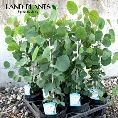 楽天市場】ユーカリ ポポラス 7号鉢 送料無料 観葉植物 高さ100cm