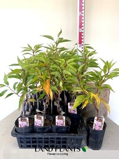 楽天市場】【ケース販売：15入】 さくらんぼ（暖地）15鉢 4号 ポット苗