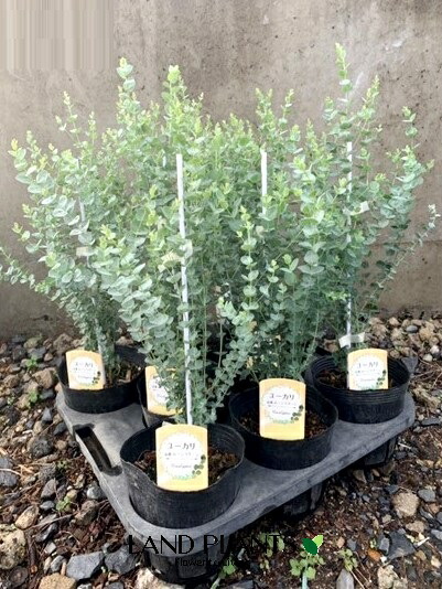 【楽天市場】ユーカリ（ムーンラグーン）1鉢 4.5号 ポット苗 Eucalyptus : LAND PLANTS 楽天市場店