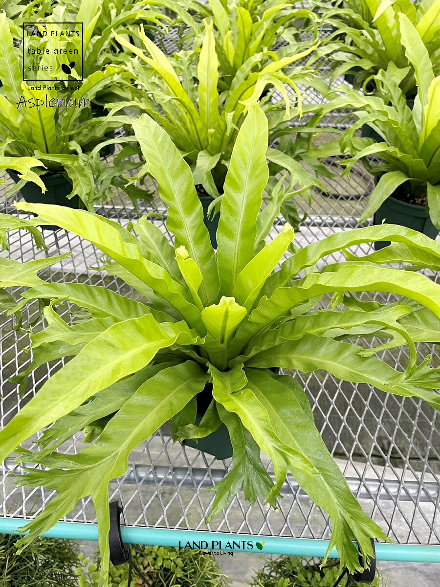 PLANCHU 観葉植物 アスプレニウム エメラルドウェーブ PVP