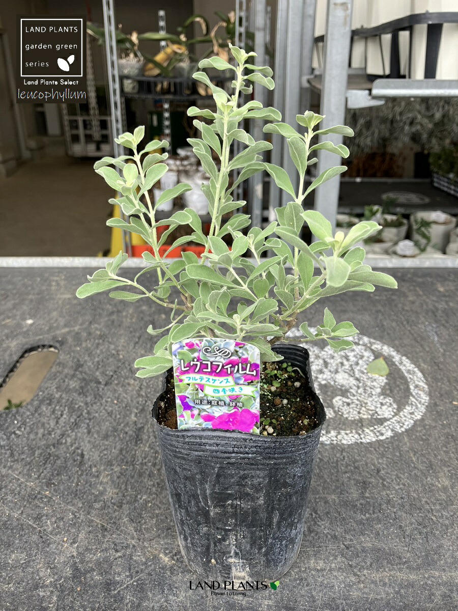 楽天市場】レウコフィルム（フルテスケンス） 4号 プラスチック鉢 1鉢