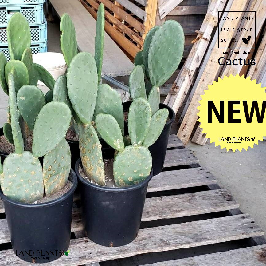 楽天市場】サボテン（ウチワサボテン） 8号 プラスチック苗 1鉢