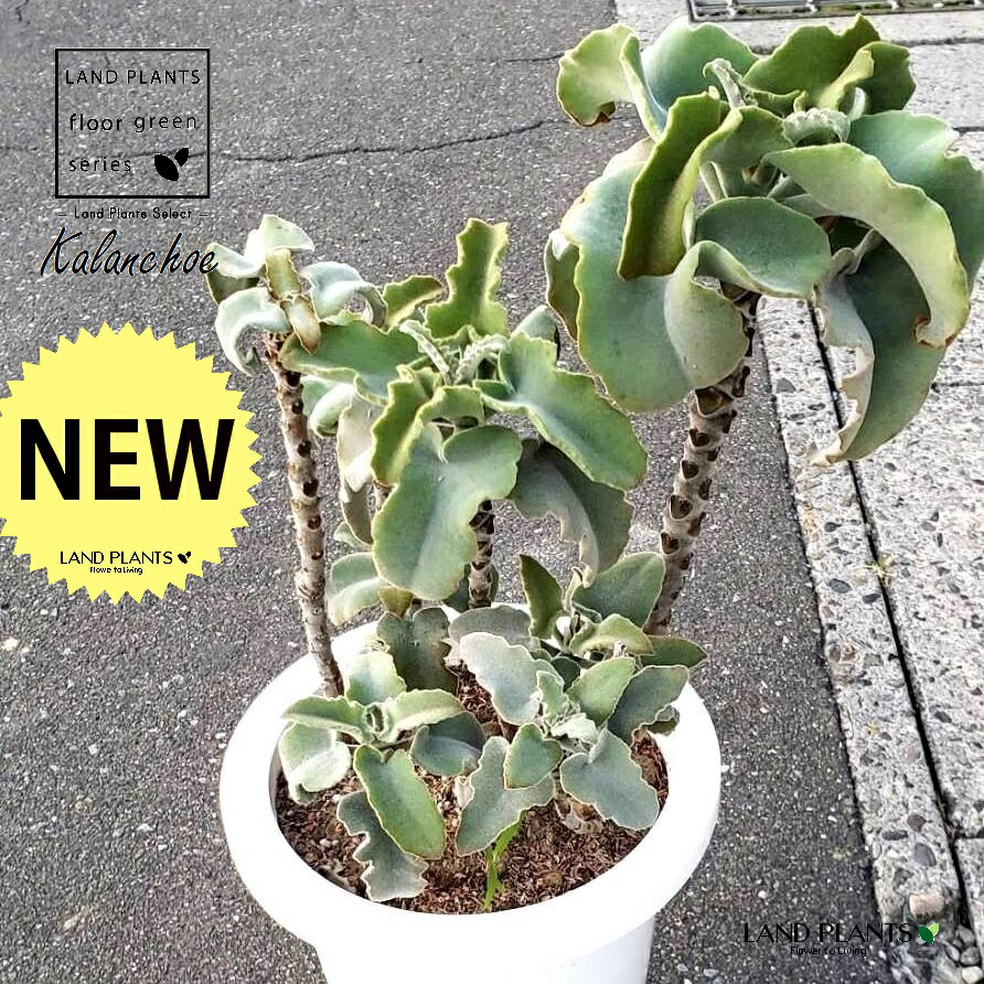 楽天市場】カランコエ （ベハレンシス： 仙女の舞）1鉢 7号