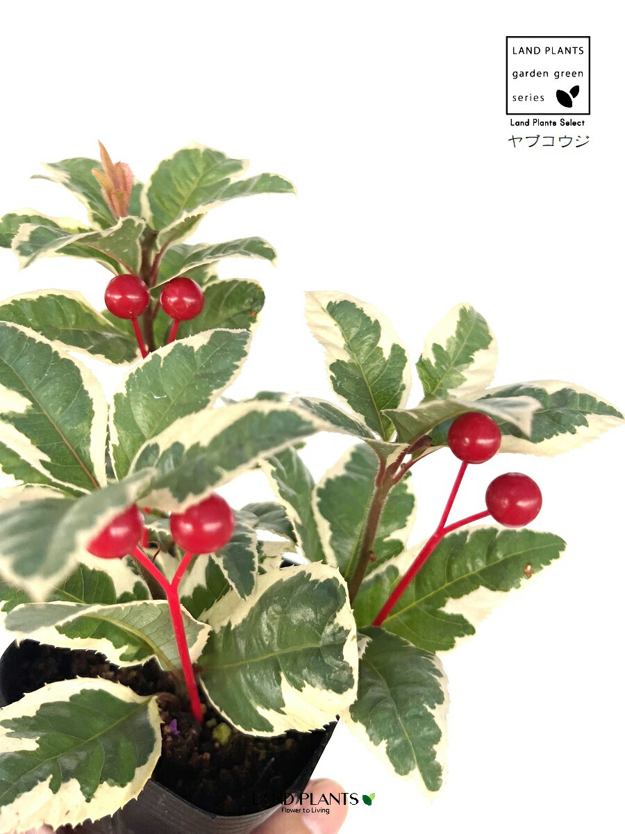 楽天市場】2024年NEW やぶこうじ 苗ヤブコウジ 藪柑子 十両常緑 低木