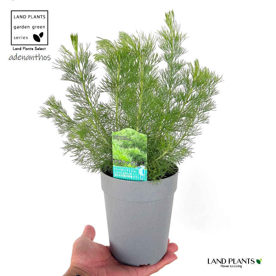 楽天市場】フィリカ・プベッセンス（ワフトフェザー） 5号