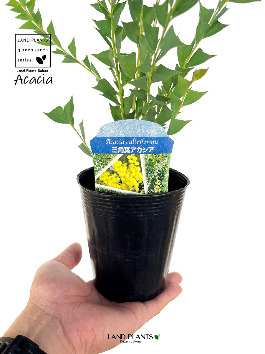 楽天市場】アカシア ポートリンカーンワトル 大苗 シルバーグレイの細