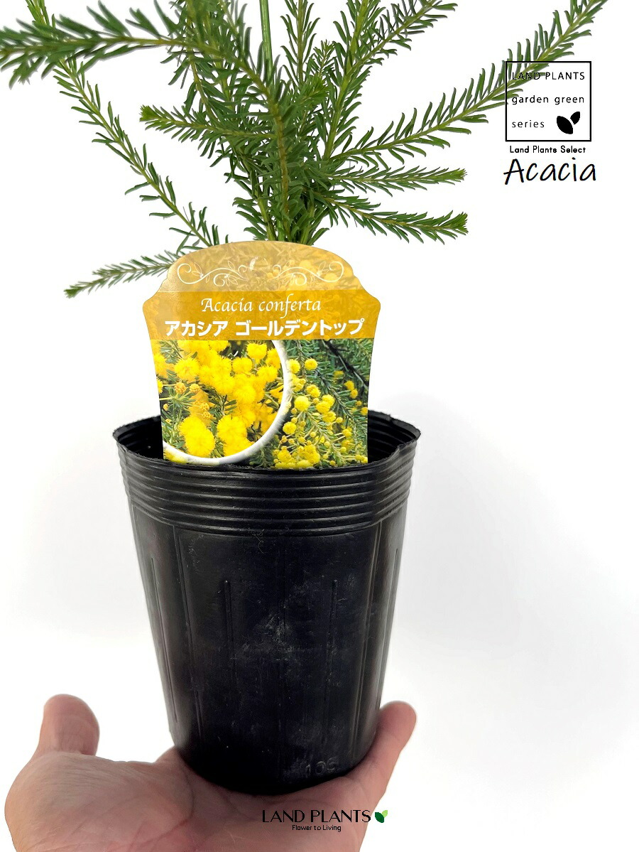 楽天市場】アカシア（ミモザ） 5号 プラスチック鉢 1鉢 ミモザアカシア