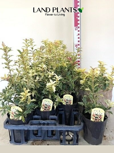 楽天市場】【 接木個体です 】ヒマラヤスギ 『 ファーストスノー 』6号