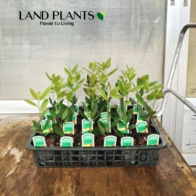 月桂樹さん専用 s-006_mail200915.jpg