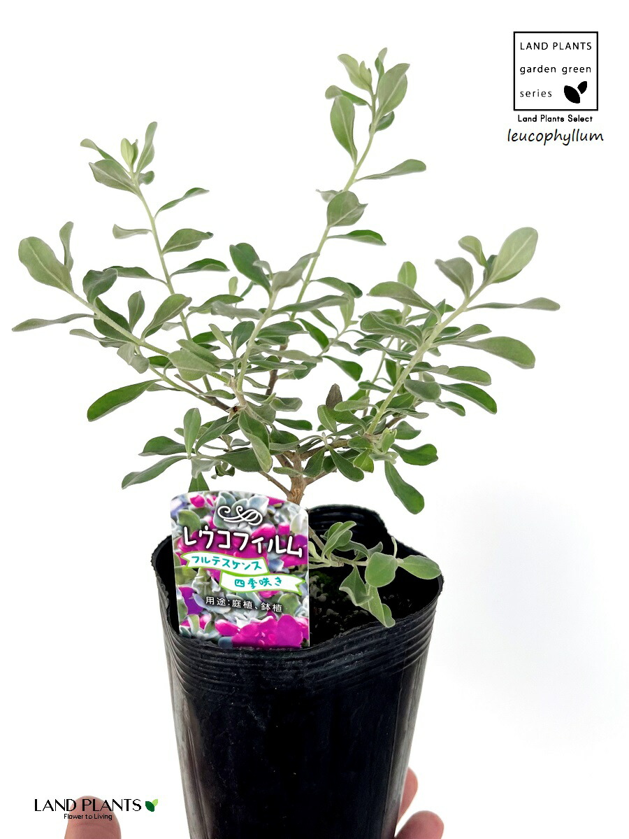 レウコフィルム　シルバーリーフ　/ 595 レウコフィルム シルバーリーフ / 595