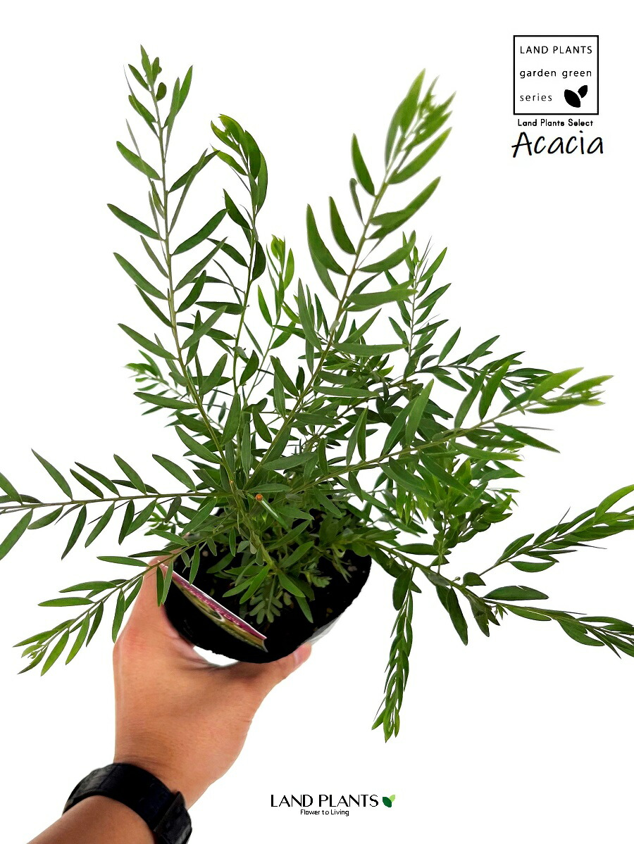 楽天市場】【希少品種】 アカシア（テレサ） 3.5号 ポット苗 1鉢 黄色