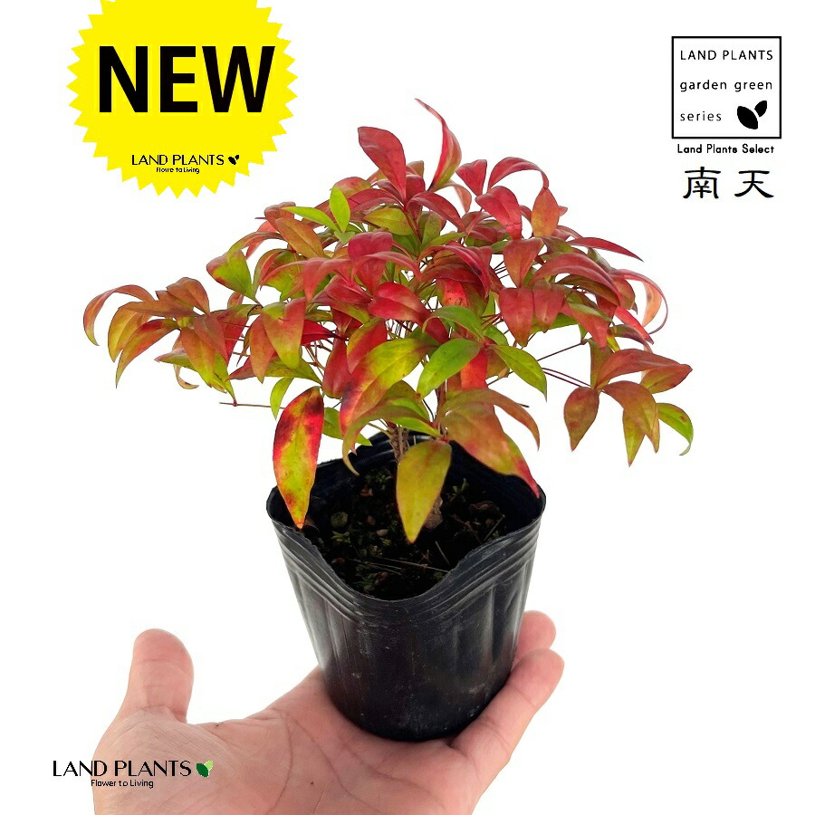 楽天市場】お多福南天(オタフクナンテン) 5号ポット 【グランドカバー