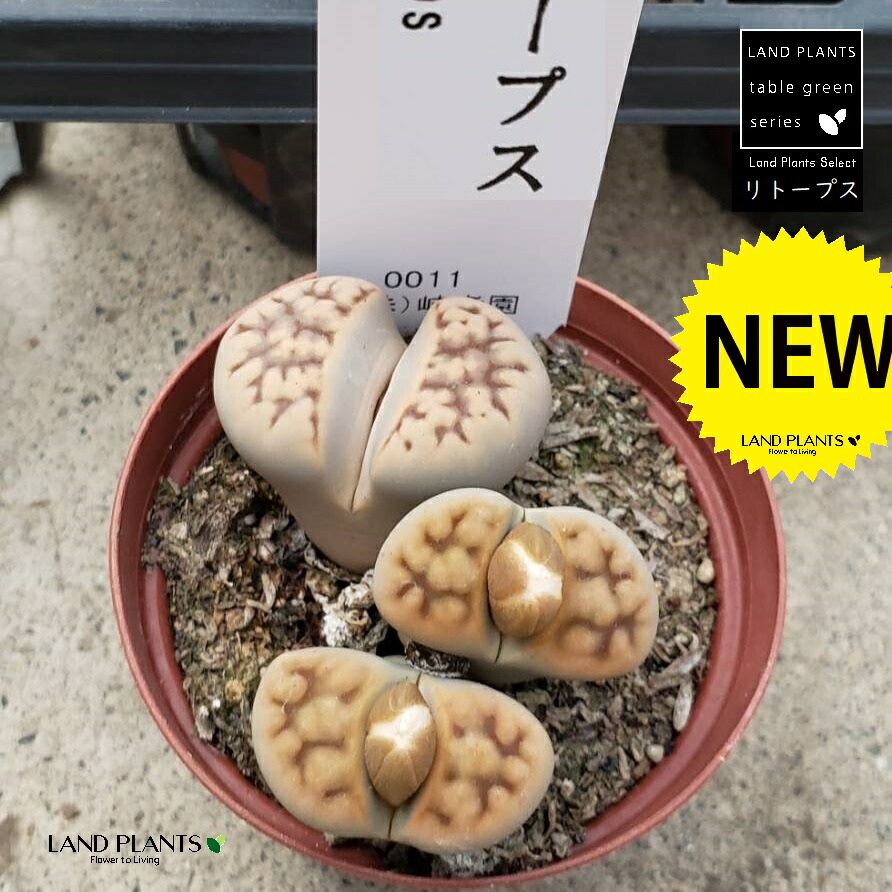 楽天市場】リトープス 1鉢 2号 プラスチック苗 イシコロギク 多肉植物