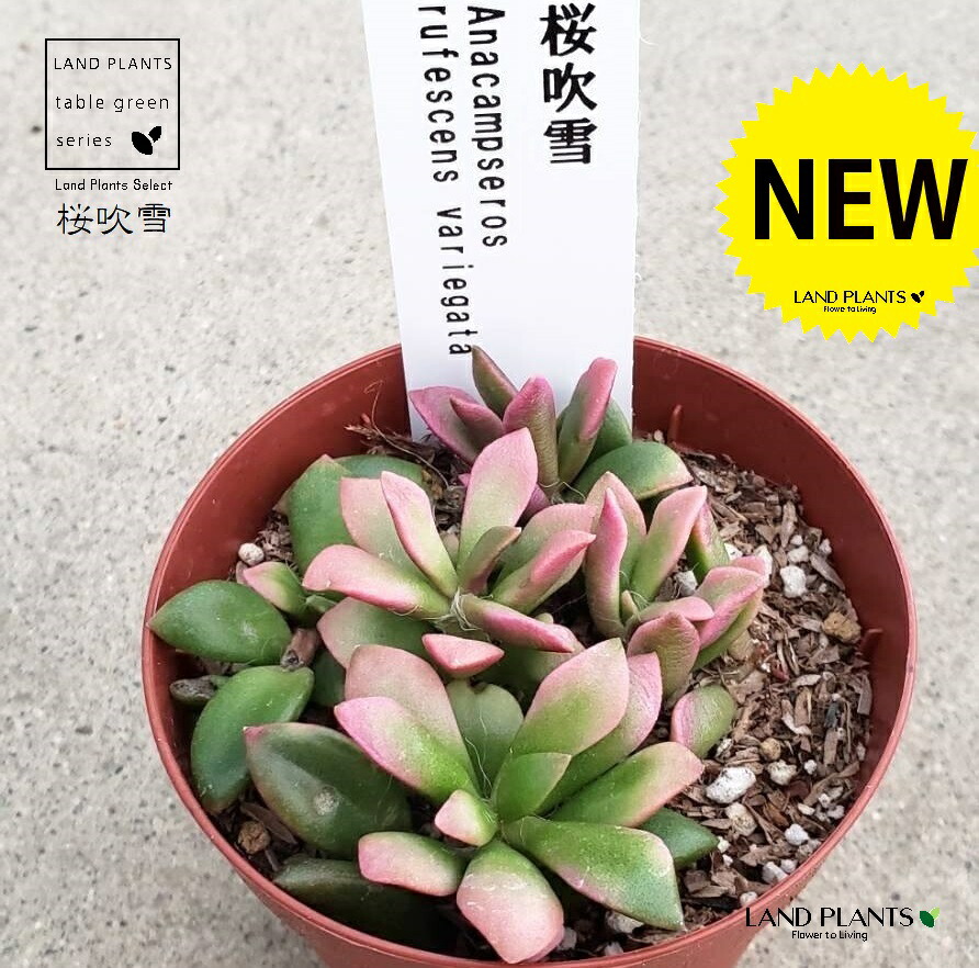 楽天市場】多肉植物 『 桜吹雪 』 9cmポット苗 観葉植物 : 花と