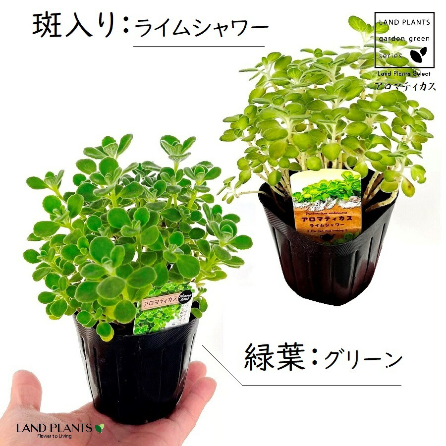 楽天市場】斑入り アロマティカス ライムシャワー 3〜3.5号鉢 多肉植物