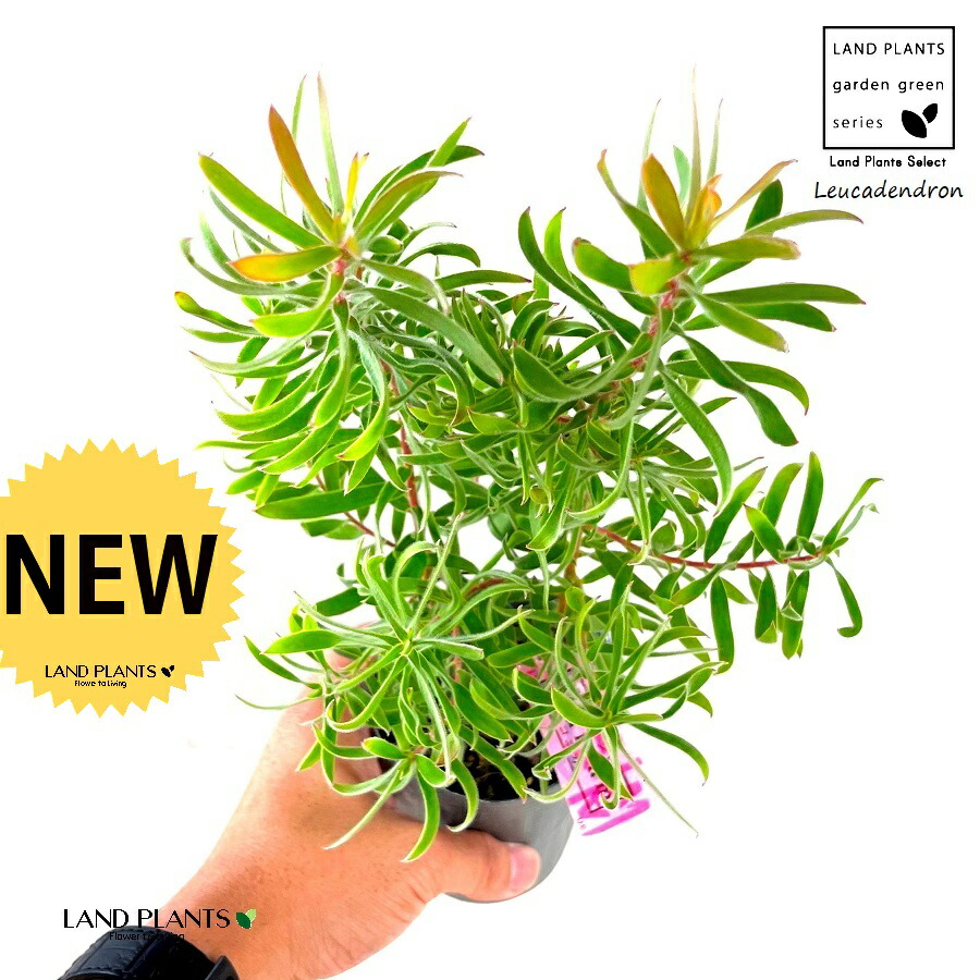 楽天市場】苗 鉢花 観葉植物：リューカデンドロン*各種選べます 5号