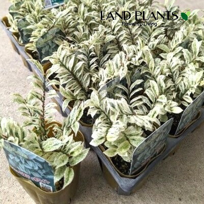 ルディ　ヒサカキ　特大苗 ルディ様専用 ヒサカキ 特大苗