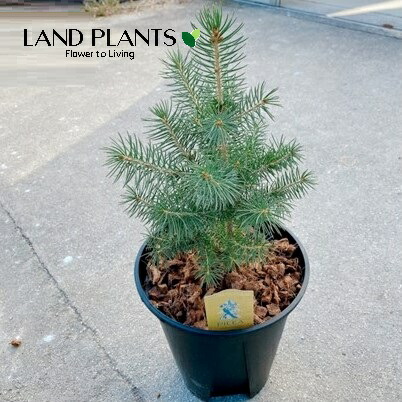 楽天市場】【現品発送】ピセア・プンゲンストウヒ スーパーブルー 苗木