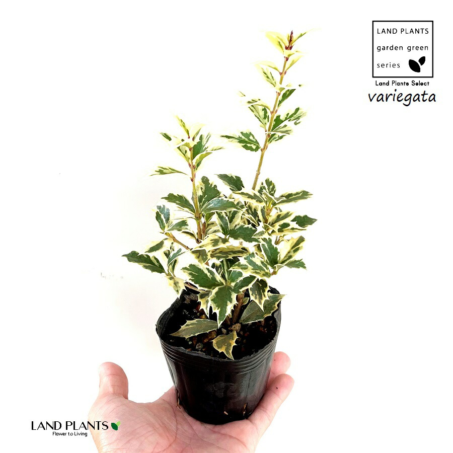 ヒイラギ　斑入り　10号鉢 imgrc0111143053.jpg