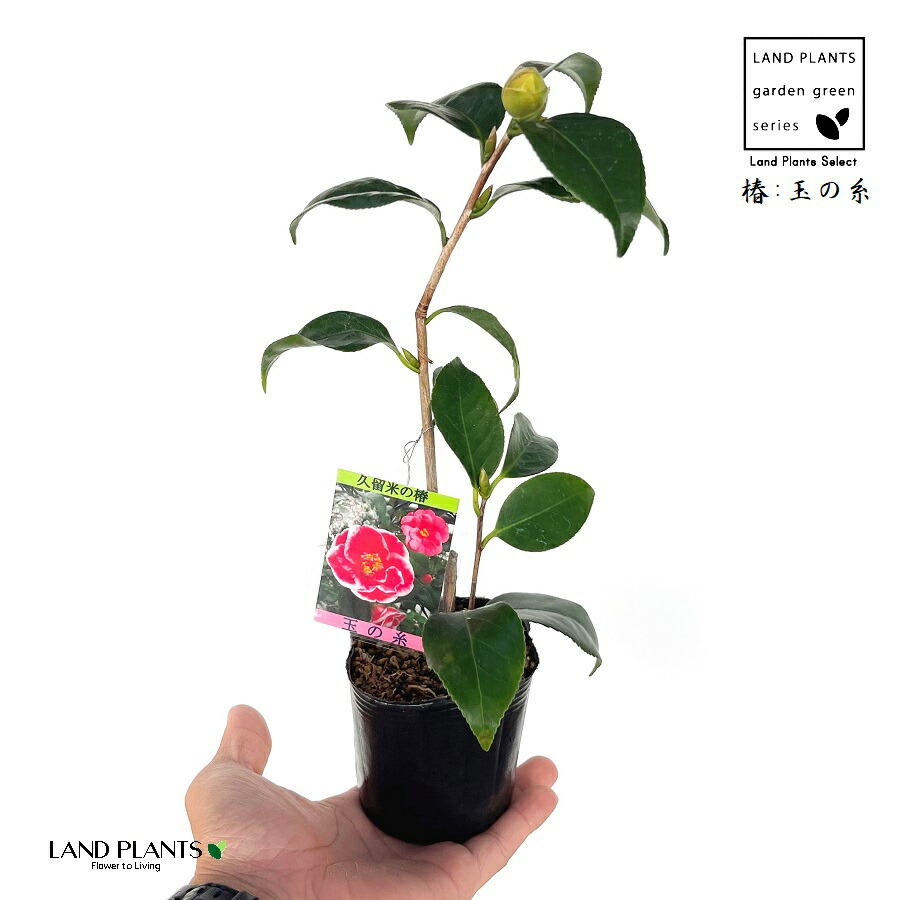 楽天市場】椿（ツバキ）玉の糸 5号 苗木 (g08-2) : 千草園芸