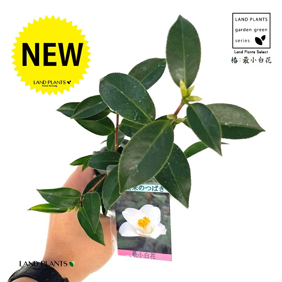 楽天市場】椿：ツバキ（最小白花） 1鉢 3号 ポット苗 1鉢 さいしょう
