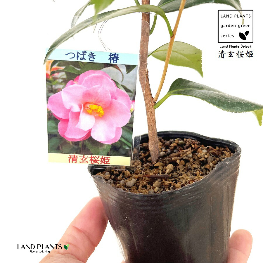 楽天市場】椿：ツバキ（紫式部） 1鉢 3号 ポット苗 ムラサキシキブ