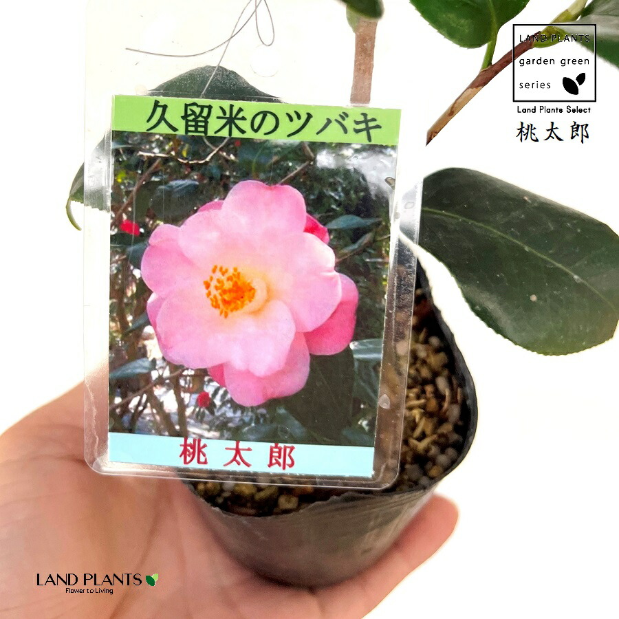 楽天市場】椿：ツバキ（清玄桜姫） 1鉢 3号 ポット苗 セイゲンサクラ