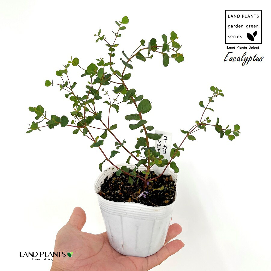 楽天市場】ユーカリ（スティックス） 3.5号 ポット苗 1鉢 Eucalyptus