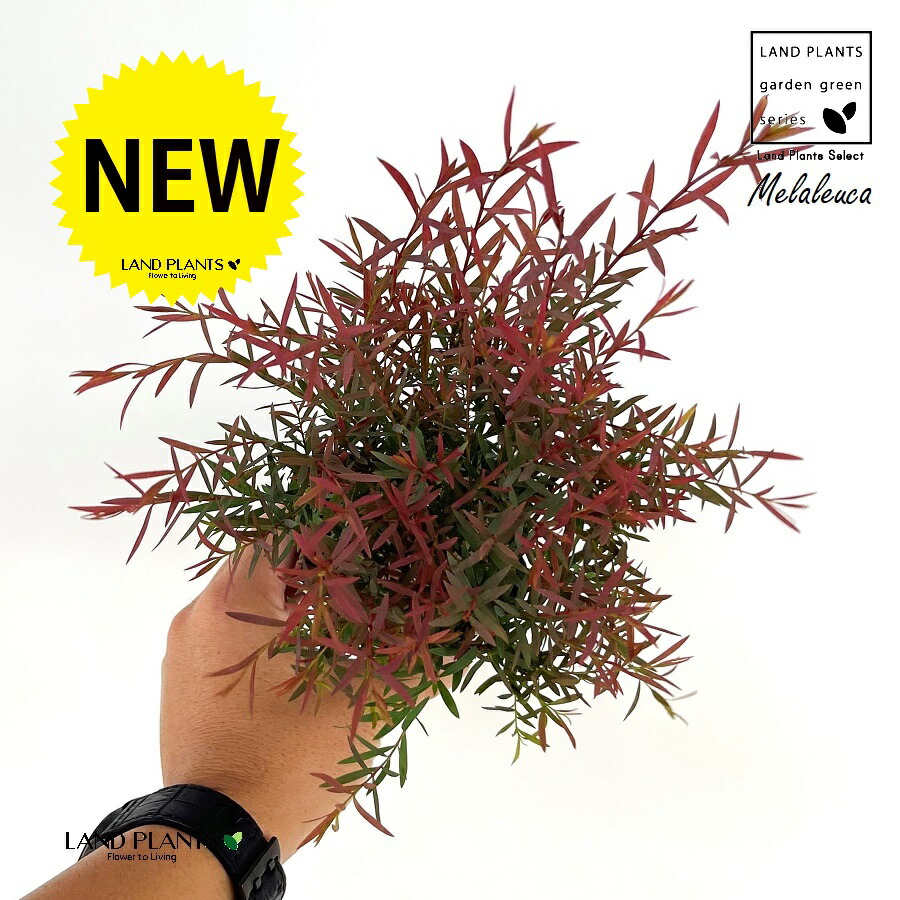 良品。メラレウカ レッドジェム1.5M(鉢底から)品番B