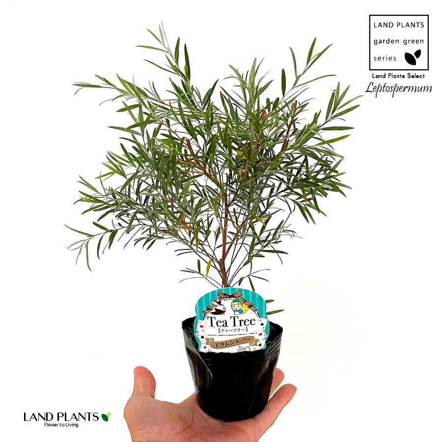 楽天市場】ボトルツリー（ポプルネウ） 4号 ポット苗 1鉢 ブラキキトン