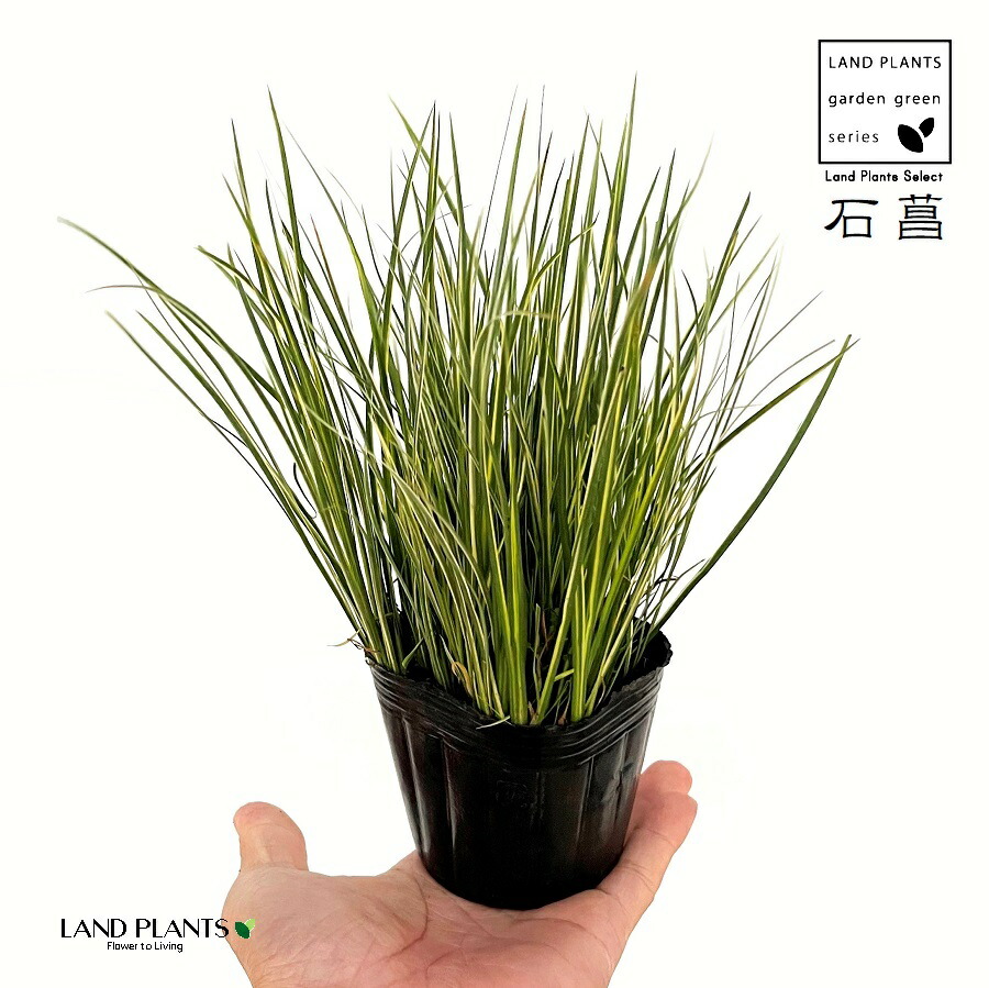 【楽天市場】【LC:低危険種】 セキショウ(石菖) 3号 ポット苗 1鉢 ティーツリー フトモモ レプトスペルマム 常緑中低木 Acorus ...
